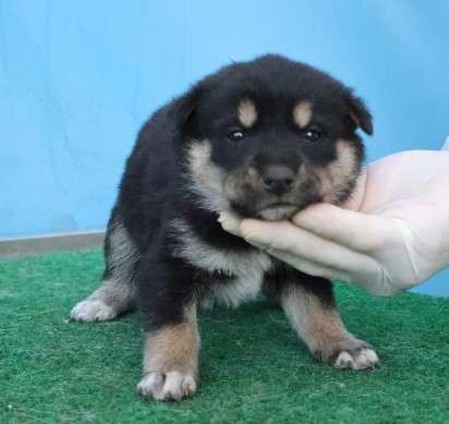 제주 동물보호센터_450650202503088